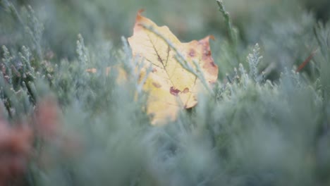 Hermosa-Hoja-De-Otoño-Yace-Caída-Sobre-Un-Arbusto