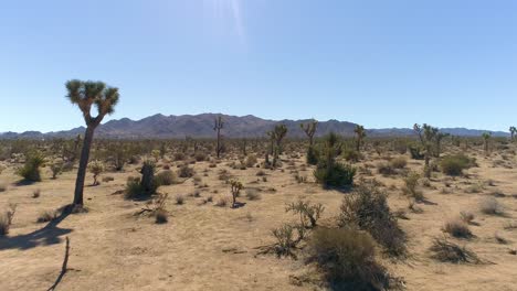 Joshua-Tree-4k-Drohne-Aus-Wüste-Und-Kakteen---Sehr-Niedriger-Schuss,-Der-Durch-Die-Plantage-Geht