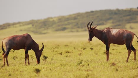 movimiento lento de topi luchando en lucha, animales salvajes africanos en el comportamiento animal territorial, comportamiento increíble protegiendo el territorio en la reserva nacional de maasai mara, kenia, áfrica