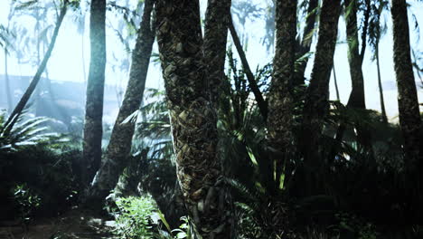 el sendero del oasis de las palmas es una de las muchas caminatas populares en el parque nacional
