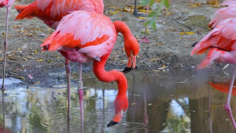 Flamingos-or-flamingoesare-a-type-of-wading-bird-in-the-family-Phoenicopteridae,-the-only-bird-family-in-the-order-Phoenicopteriformes.