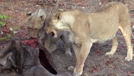 two-lionesses-with-their-prey---wildebeests