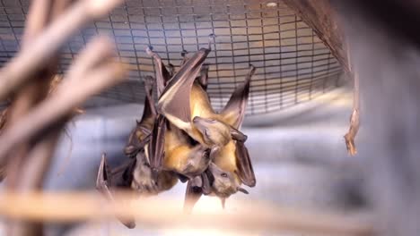 colony of bats licking and cleaning bodies as they hang upside down from wire mesh in enclosure