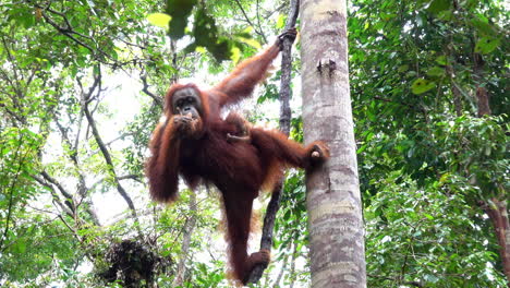 el orangután come mientras está colgado de la vid