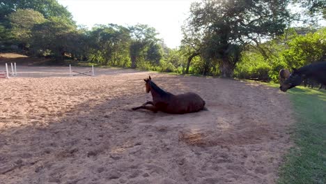 Horses-can-be-seen-roaming,-playing,-and-grazing-in-a-spacious-paddock-surrounded-by-lush-greenery-in-their-stables-at-yellow-wood-park-Durban