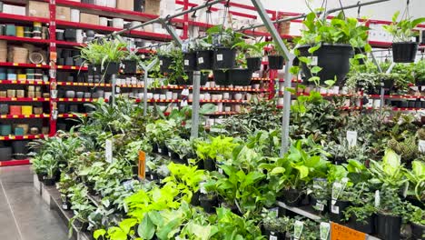 indoor plants displayed in a department store aisle