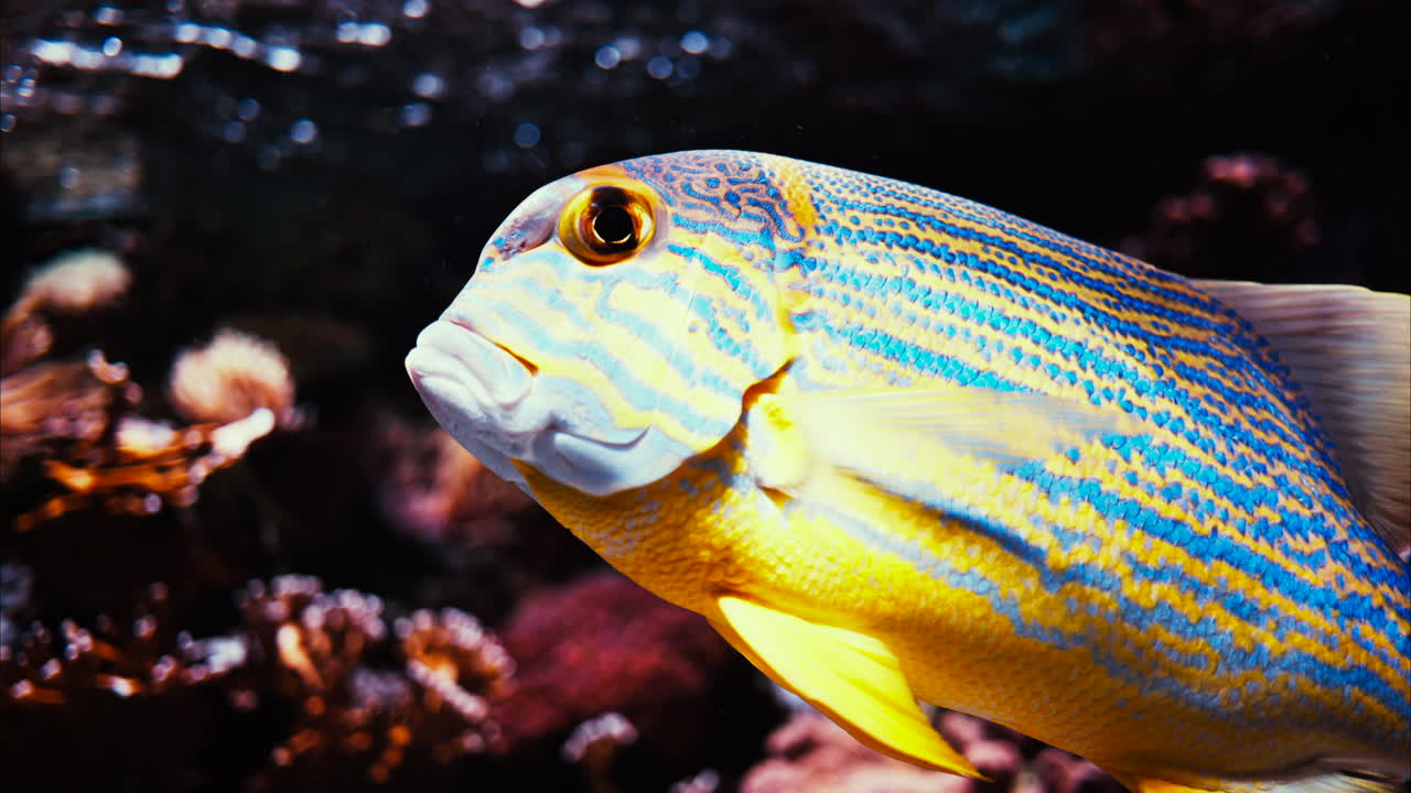 Close up of a sailfin snapper fish swimming near coral reefs