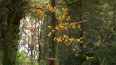 Golden-autumn-leaves-on-a-tree-branch-back-lit-by-the-winter-sun-and-causing-the-foliage-to-glow-bright-yellow