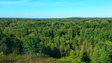 treetop view of pine woods in early fall