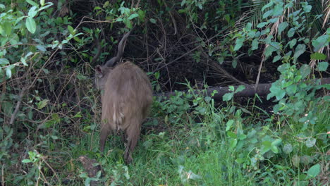 Rare-Sitatunga,-March-buck-antelope-grazing-from-small-trees-in-the-woods-in-Africa