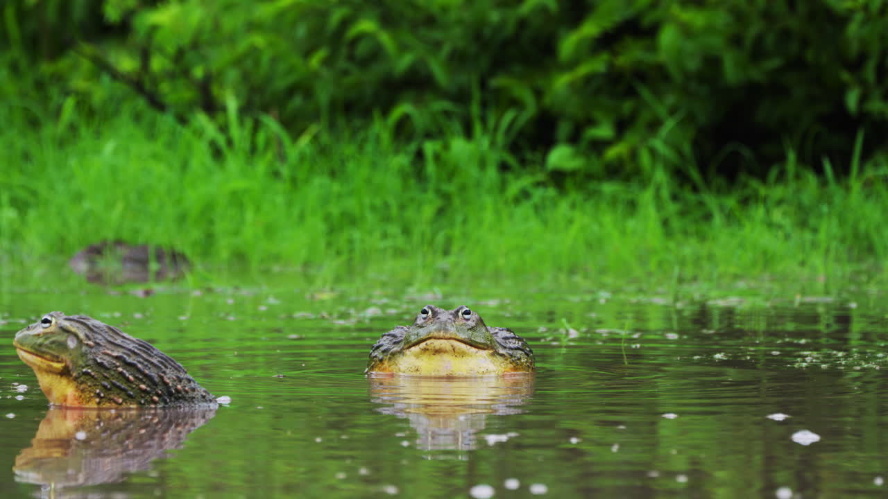Two African Bullfrogs Croaking In Pond During Rainy Season In Central Kalahari Wildlife Reserve, Botswana. - Closeup