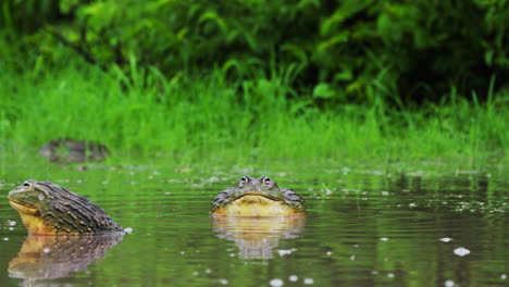 two african bullfrogs croaking in pond during rainy season in central kalahari wildlife reserve, botswana. - closeup