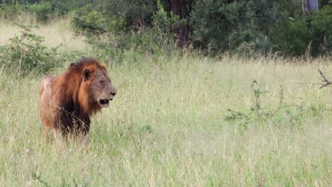pan with healthy male african lion as it walks on grassy savanna