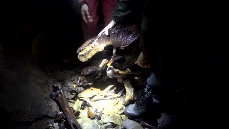 cavers discover bones of extinct giant moa in caves in new zealand - looking at the skeleton