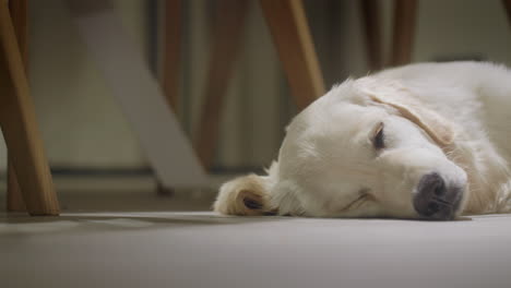 perrito de golden retriever somnoliento