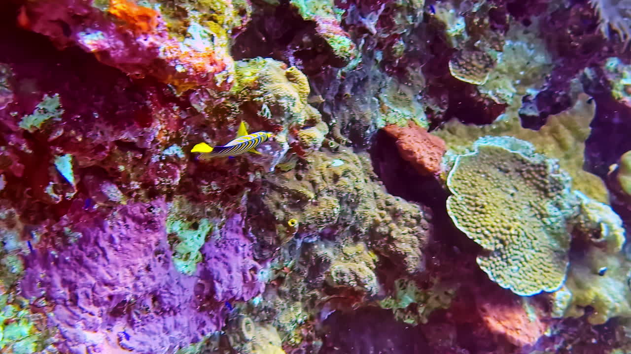 un vibrante arrecife de coral con peces de colores