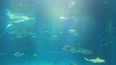 diverse marine life swimming in a large aquarium