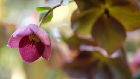 helleborus rosa de invierno flor rosa en el bosque, california, estados unidos. flor de rosa de cuaresma flor de primavera, atmósfera matutina, delicada flor floral botánica. frescura de primavera, bucle sin costuras cinemagraph