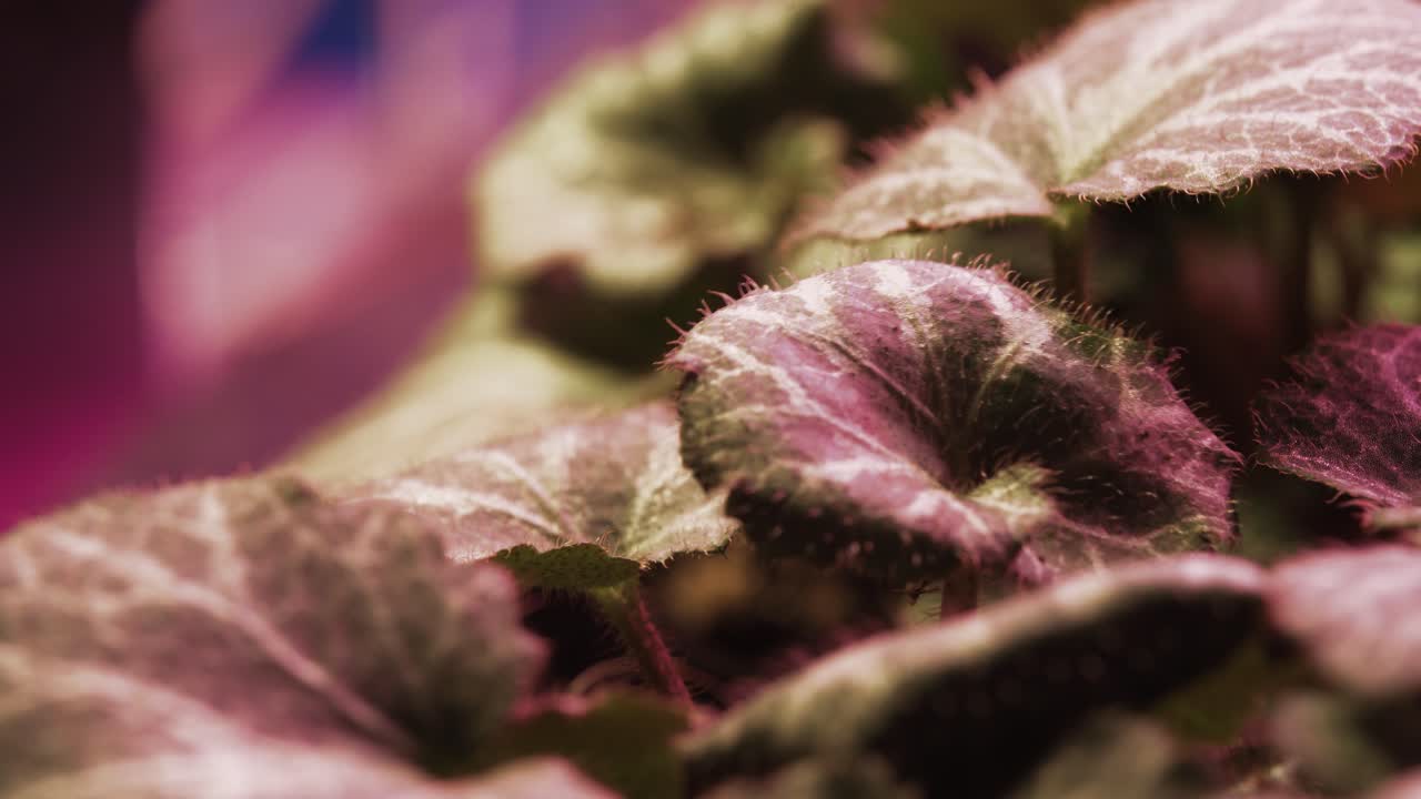 fotografía macro de una hoja de planta bajo una luz de crecimiento rosa