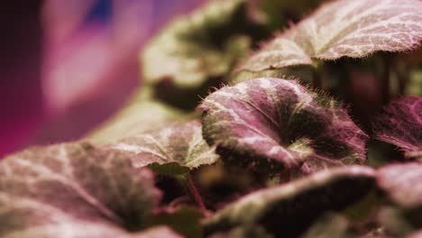 Foto-Macro-De-Una-Hoja-De-Planta-Bajo-Una-Luz-Rosa-Creciente