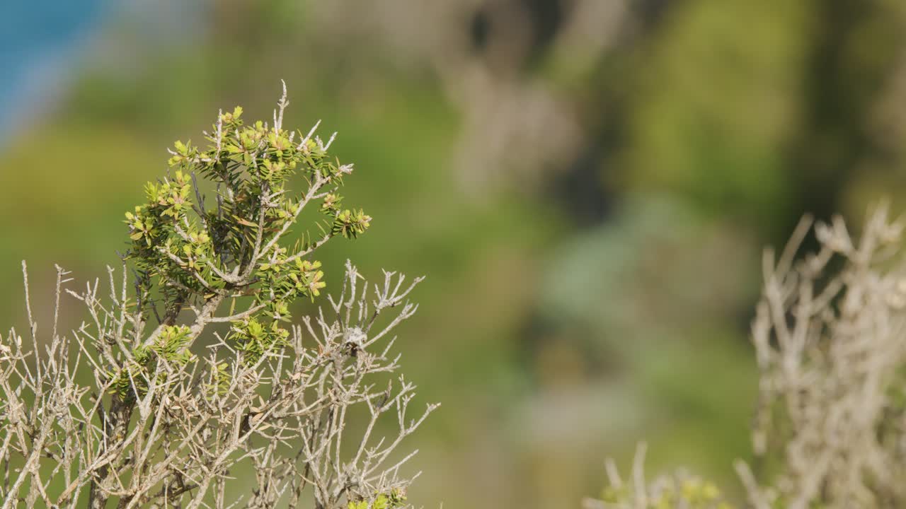 Leptospermum laevigatum shrub gently sways in coastal breeze, sunlit, shallow depth of field