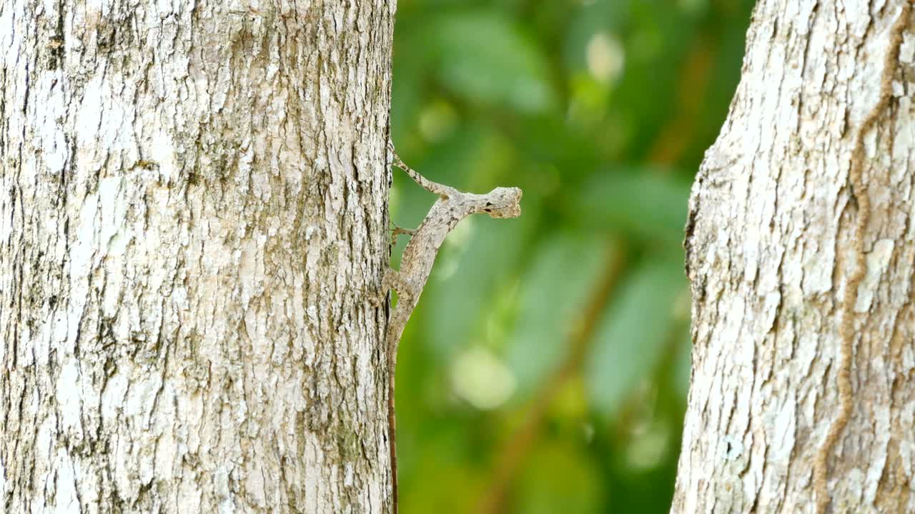 나무에 카멜레온