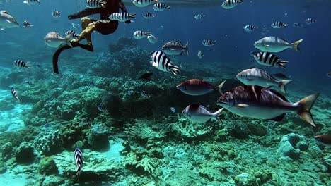 man snorkeling with swimming fins together with the reef fishes and scissortail sergeants over the coral reefs in the deep blue sea