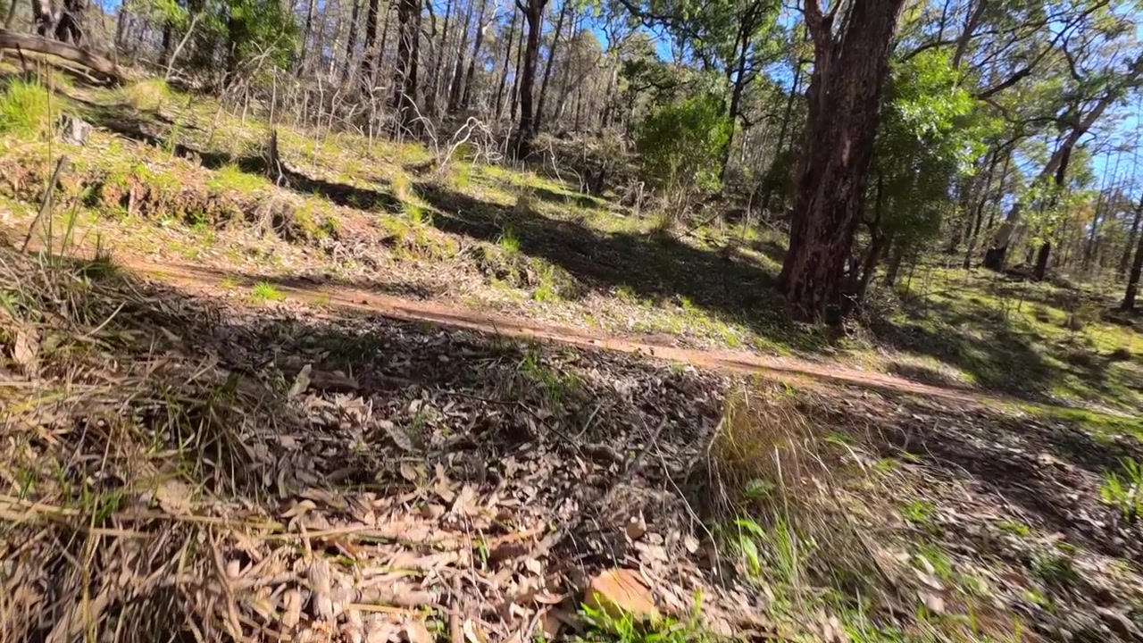 First-person view walking across sunny native eucalyptus bushland toward a trail in Warrumbungle, Australia.
