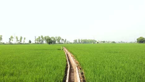 view of the well-organized rice crop in the fields of punjab province, india