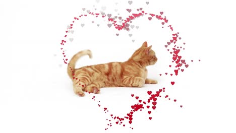 Animation-of-hearts-over-pet-cat-on-white-background