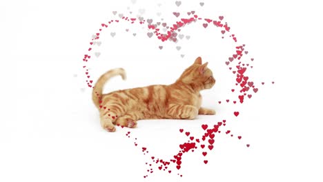 animation of hearts over pet cat on white background