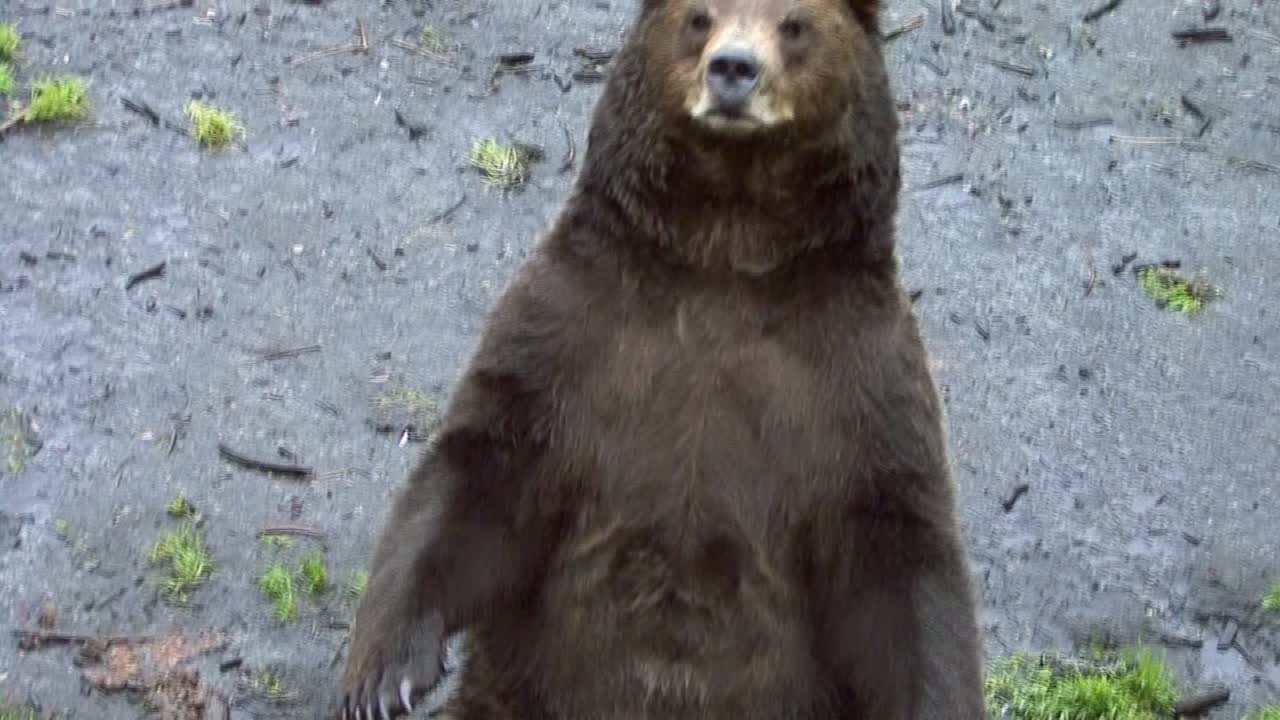 Grande orso in piedi sulle zampe posteriori.