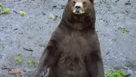big bear standing on his back feet