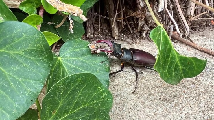 Close-up view of a huge male stag beetle aka Lucanus cervus or greater stag beetle crawling slowly beside green ivy leaves on natural ground surface at garden space.