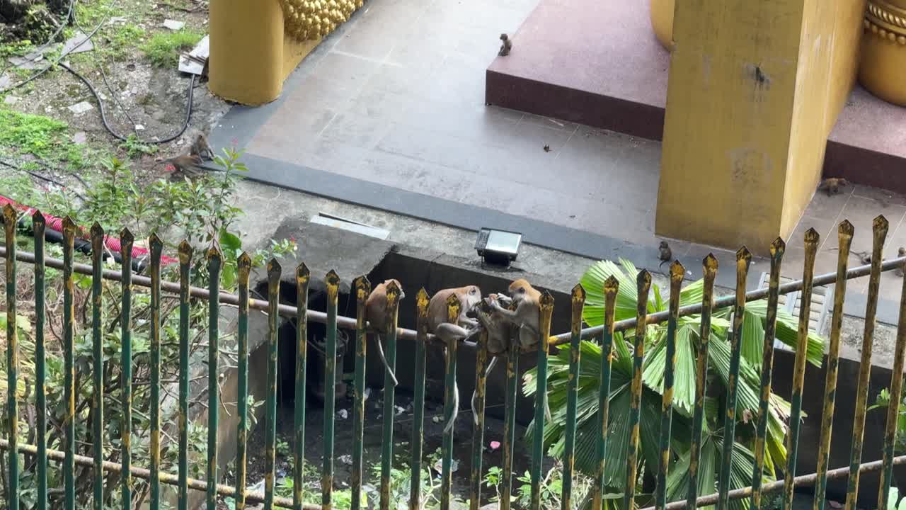 monos en las cuevas de batu templo religioso hindú en kuala lumpur malasia