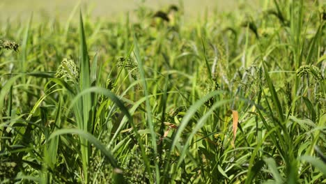 barley swaying gently under the summer sun