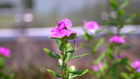 pink periwinkle swaying in the wind