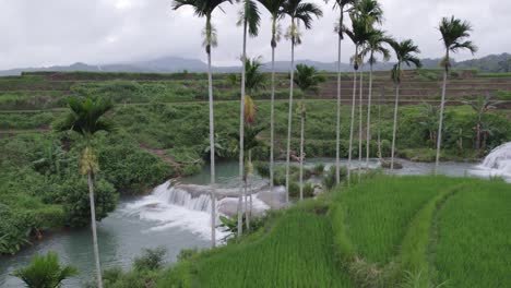 Close-up-shot-of-palm-trees-next-to-Wee-Kacura-waterfall-at-Sumba-island,-aerial