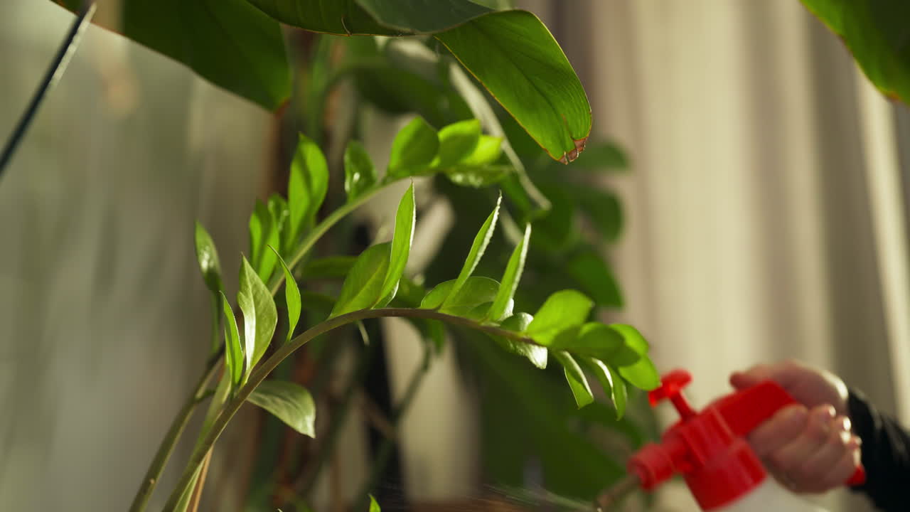 Close up shot of blond caucasian woman spraying water on plants at her home, interior