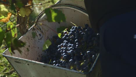 viñedo: trabajador recogiendo uvas de vino y poniendo en cesta durante la cosecha