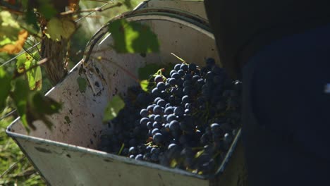 vineyard: worker picking wine grapes and putting in basket during harvest