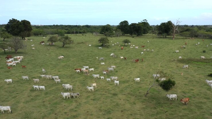 la vaca en los campos de hierba verde. la agricultura la agricultura. vista aérea de arriba