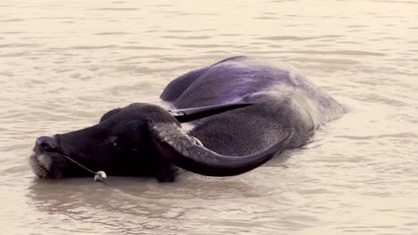 Water-buffalo-bathing-in-muddy-waters