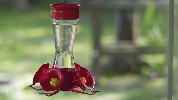 Experience the grace and vibrancy of a hummingbird up close as it feeds at a bird feeder