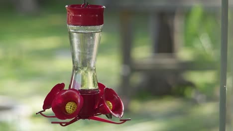 experimenta la gracia y la vitalidad de un colibrí de cerca mientras se alimenta en un comedero de pájaros