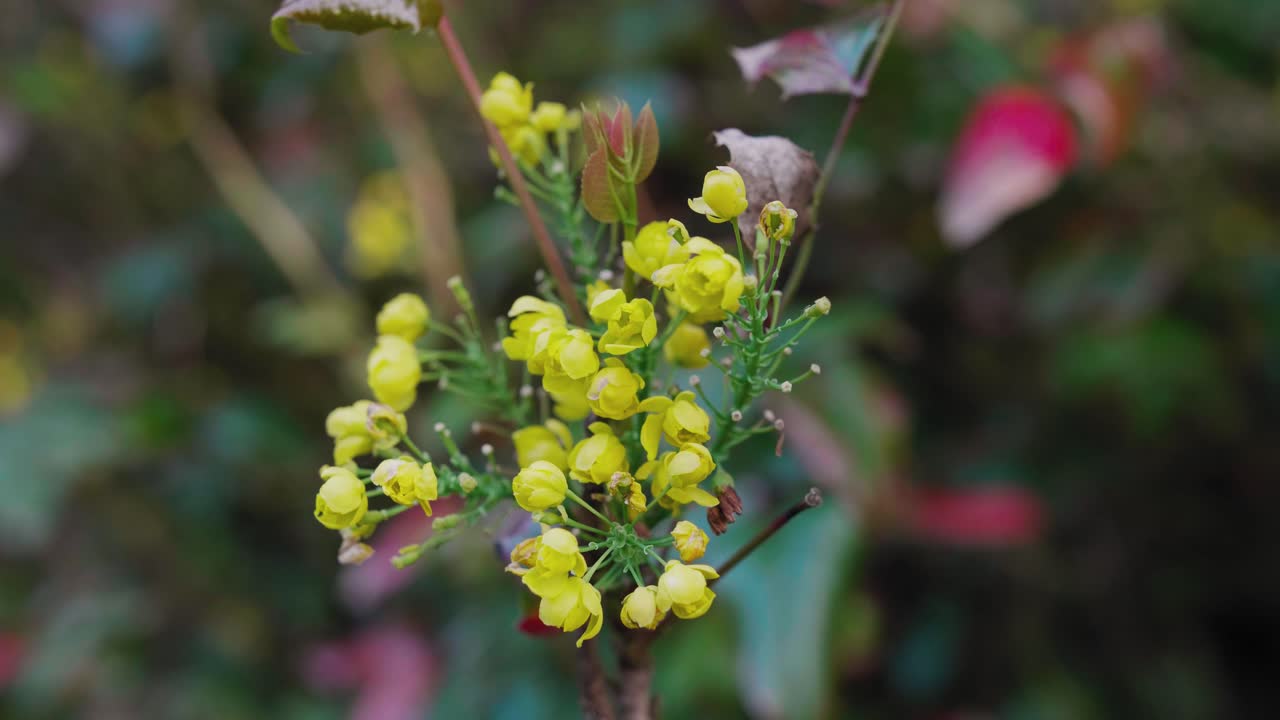 정원에서 노란 꽃