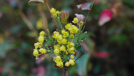 Yellow-flowers-in-the-garden