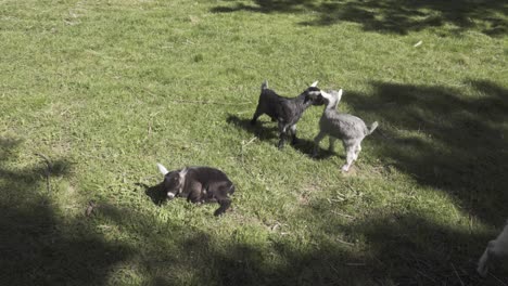 las cabras están jugando.