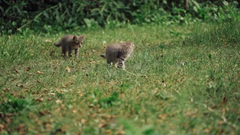 two grey kittens in grass in the meadow. funny scene of two kittens looking at white cord moving on green grass. little pets playing outdoors.