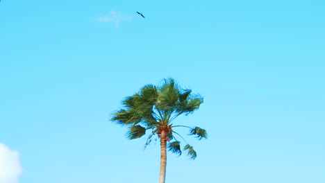 pájaro altísimo dando vueltas por encima de la palmera en el cielo azul, cámara lenta
